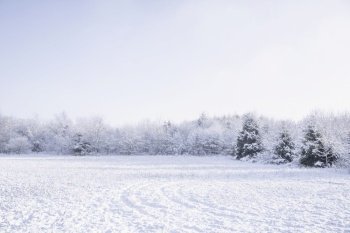 Winter landscape with three small pine trees and a snow covered field
