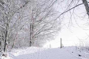 Bright winter scenery with a forest trail and a fence on the right side