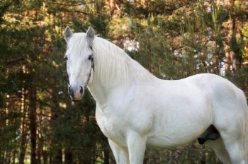 white draft Persheron stallion posing near forest. 