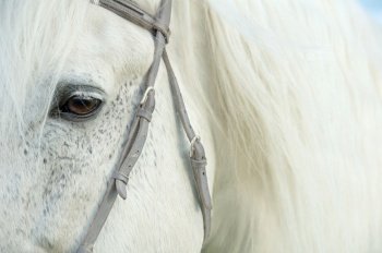 beautiful art close up portrait  of white horse. 