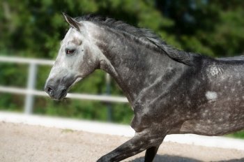 portrait of Running  speedly grey sportive horse in manage. close up