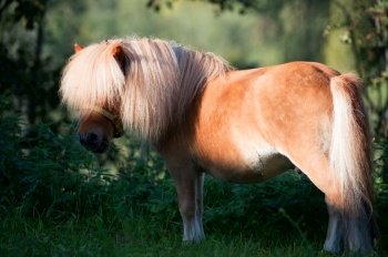 wonderful mini palomino welsh pony
