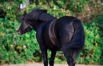 beautiful black welsh pony. back view