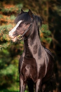 portrait of  wonderful black welsh pony against pine trees