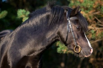 portrait of  wonderful black welsh pony against pine trees. close up