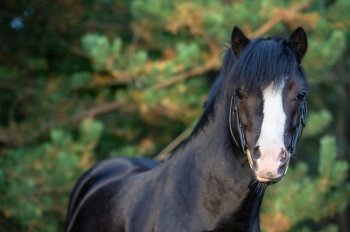 portrait of black welsh pony posing aganst pine trees. close up