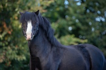 portrait of beautiful black welsh stallion pony 