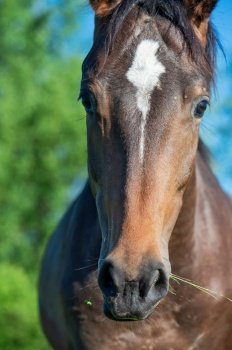 portrait of  beautiful sportive mare grazing at freedom in pasture. close up