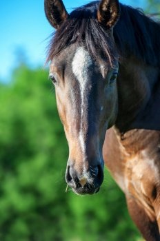 portrait of  beautiful bay  sportive mare at freedom in pasture. close up