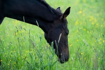 portrait of  beautiful black sportive   colt grazing  at freedom in pasture. cloudy summer day