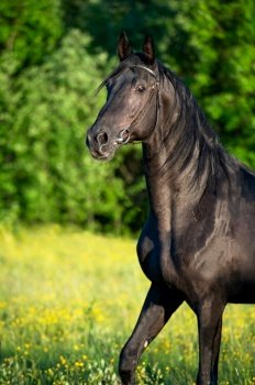 portrait of breeding Trakehner black stallion posing in the field. 