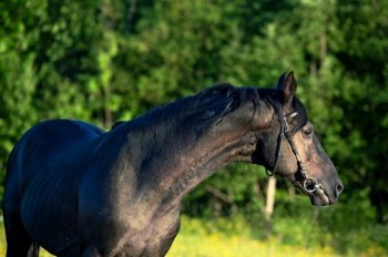portrait of breeding Trakehner black stallion posing in the field. summer sunny evening