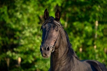 portrait of breeding Trakehner black stallion posing in the field. summer sunny evening