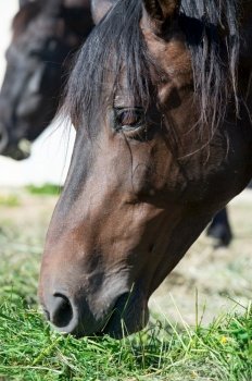 portrait of beautiful dark bay brood mare eating fresh grass. close up