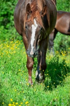  portrait of beautiful red  brood mare  sportive mare walking up right at freedom in pasture.  herd life