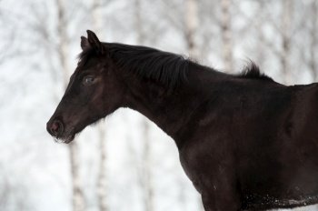 portrait of black beautiful colt 6 month old posing  at snowy field. close up. cloudy winter day