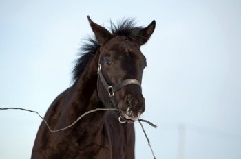 funny portrait of black beautiful colt 6 month old playing with whip. close up. cloudy winter day