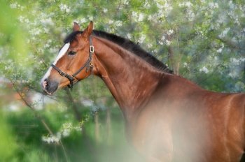  portrait of bay beautiful   sportive  horse posing near blossom bush. spring time