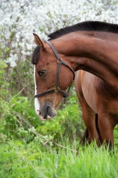  portrait of bay beautiful   sportive  horse posing near blossom cherry  tree. spring time