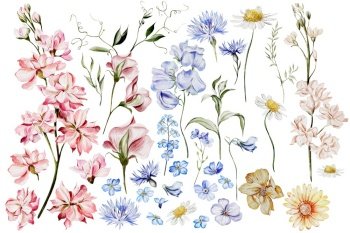 Watercolor flower elements with flowers wild pea, cornflowers, forget-me-not and other herbs. Illustration . Watercolor flower elements with flowers wild pea, cornflowers, forget-me-not and other herbs. 