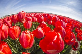 spring blooming fields of red tulips in Europe.