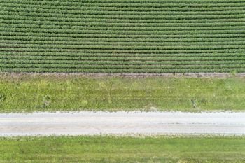 green soybean field and ranch road in Nebraska - aerial view