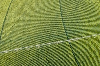 aerial view of corn field with a sprinkler in eastern Colorado