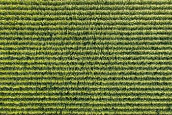 aerial view of corn field in eastern Colorado