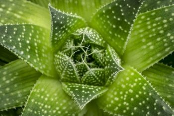 green aloe plant abstract - top cloesup view