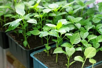 Young green sprouts of peppers. Seedlings of peppers grown in boxes at home.
