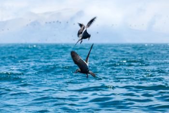 birds to hunt for fish in the ocean
