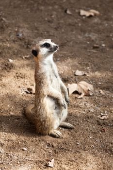 a beautiful meerkat in sunny day
