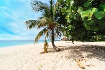 palm tree on a beach on a sunny day