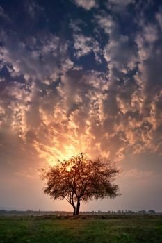 Beautiful scence of big tree with leaves at sunset sky with clouds. Beautiful scence of big tree and sunset
