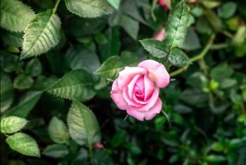 Pink rose flower with green leaves in the garden. Pink rose flower