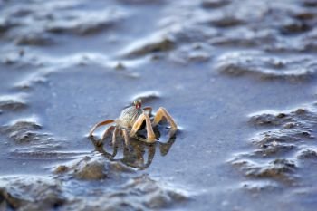 closeup of small ghost crab on the beach sand