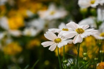 White cosmos flower bloom  with  blurry yellow flower garden background