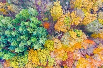 Aerial topshot from trees in the forest in fall
