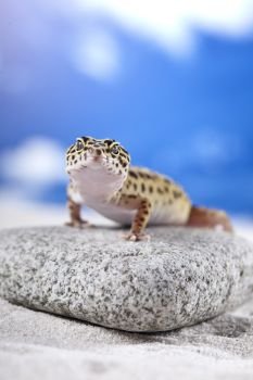 Young gecko on sand