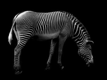 African wild Zebra Isolated On Black Background .. Zebra on Black