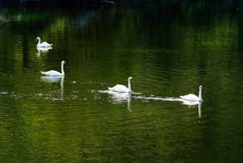 White swan swimming in pond with green reflaction of tree