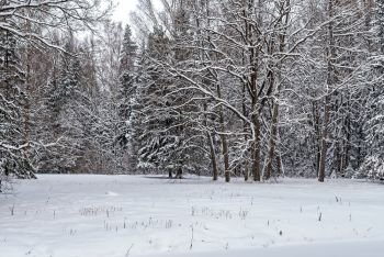 Winter park. Snow-covered glade with trees after snowfall