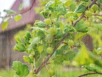 Bushes of gooseberry berries in the garden on a rainy day. With a blurry house against the background. Bushes of gooseberry berries in the garden on a rainy day.