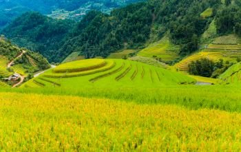 Rice terraces in water season in Mu Cang Chai Vietnam. The terraces are farmed by Hmong ethnic minorities.