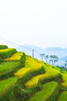 Rice fields on terraced. Fields are prepared for planting rice. Ban Luoc, Huyen Hoang Su Phi, Ha Giang Province. Northern Vietnam