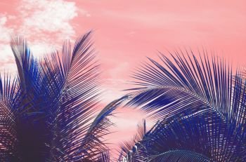 Palm silhouettes warm Living Coral skies tropical concept for travel background. Palm silhouettes warm Living Coral skies tropical 
