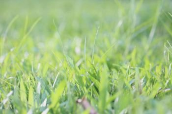 Grass background in close up