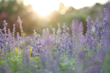 lavender flower in sunset