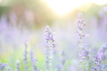 lavender flower in sunset