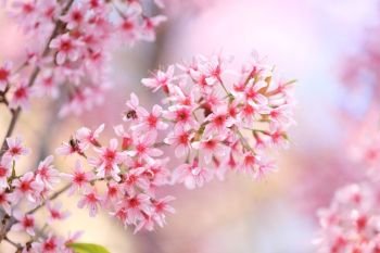 sakura cherry blossom flowers